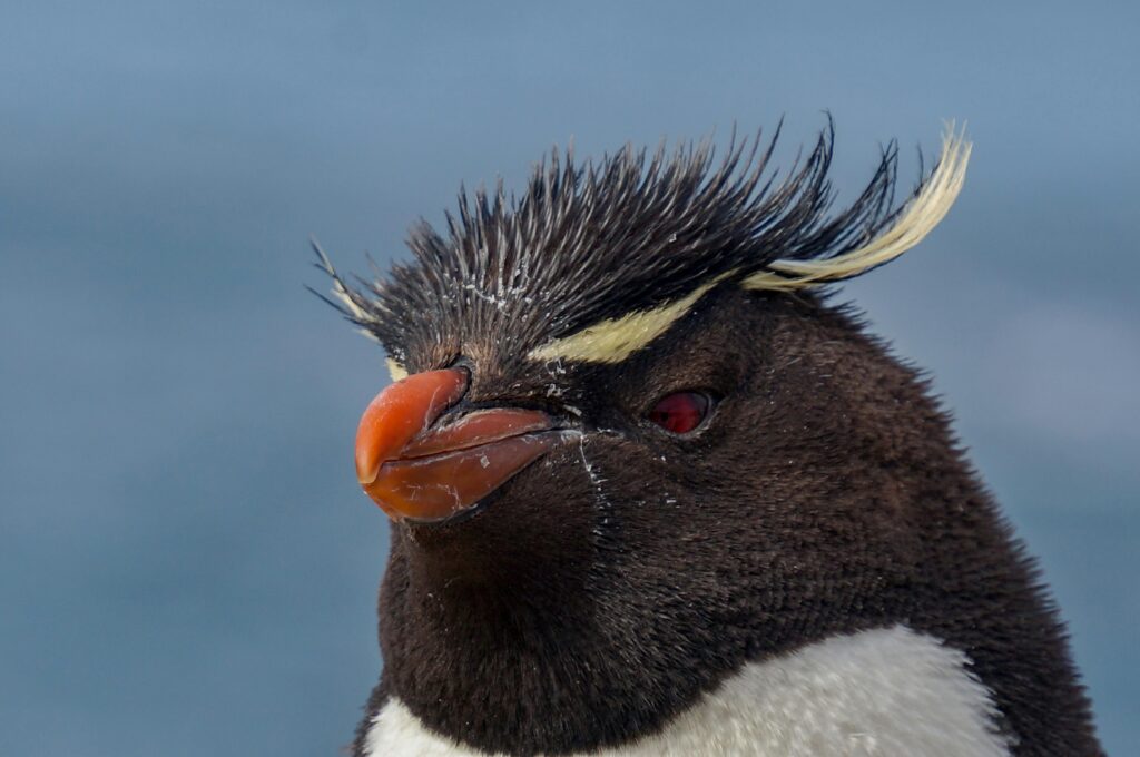 Detailed close-up of a crested penguin in Puerto Deseado, showcasing its unique features.